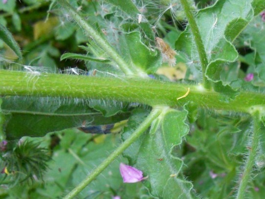 Echium plantagineum / Viperina piantaggine